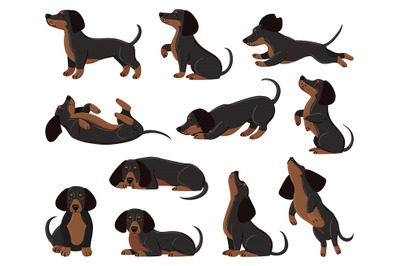 Cute cartoon dachshund dog breed in various poses. Dachshund adorable