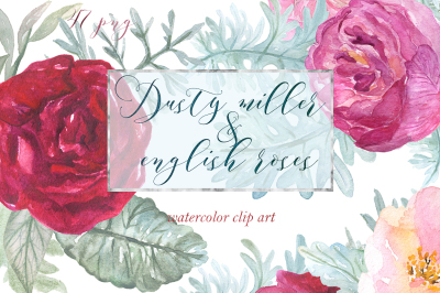 Dusty miller & english roses. watercolor clipart.