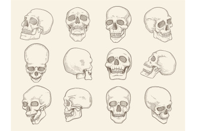 Human skull. Anatomy pictures of head bones with eyes and mouth vector