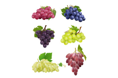 Grapes realistic. White and black grapes with leaves natural plants wi