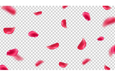 Falling pink petals. Flying rose leaves on transparent background. Rea