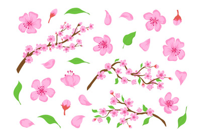 Blossom sakura pink flowers, buds, leaves and tree branches. Spring ja