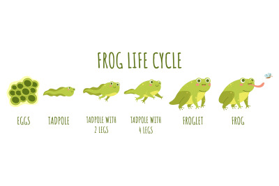 Frog life cycle. Stages development and growth of toad, water animal t