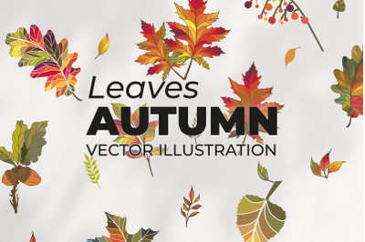 Autumn Leaves Illustration