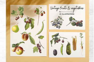 Vintage Fruits Illustration, Vintage Vegatebles