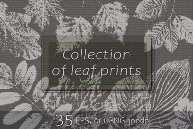 Collection of leaf prints