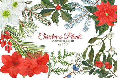 Christmas plants watercolor clipart, winter greenery and flowers PNG, winter wedding clipart, poinsettia, mistletoe and spruce
