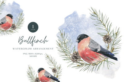 Watercolor Illustration of Bullfinch and Pine Branches