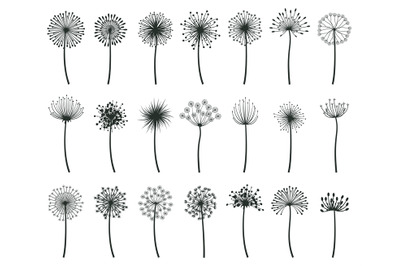 Dandelion blowball botanical fluff flower plants silhouettes. Hand dra