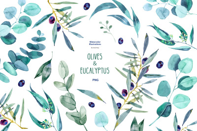 Watercolor eucalyptus and olive