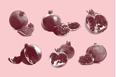 Engraved garnet fruit illustration.