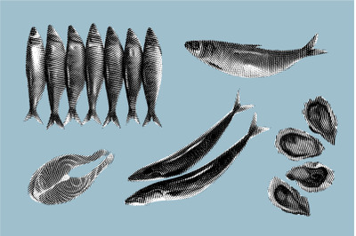 Engraved illustration of fishes