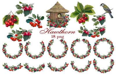 Hawthorn clipart, wedding pattern, berries clipart