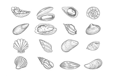 Oyster. Seafood gourmet products natural fresh shells vector doodle co