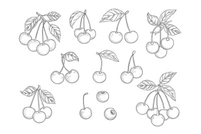 Cherry set. Hand drawn natural healthy fruits vector illustrations set