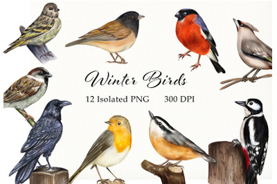 Watercolor Winter Birds Clipart. Hand Painted Small Birds Set.