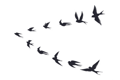 Flying birds flock silhouette. Swallows, sea gull or marine birds isol