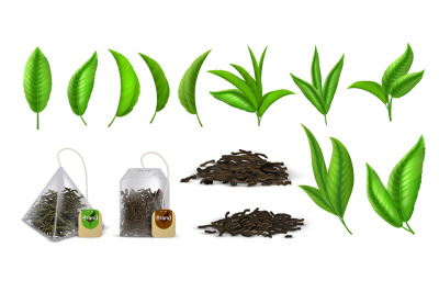 Tea leaves. Realistic green and dried tea leaves, design elements for