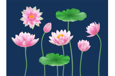 Lotus realistic buds. Nature colored flowers yoga symbols decent vecto