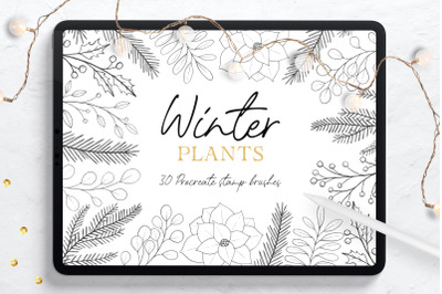 Winter Plants Procreate Stamp Brushes
