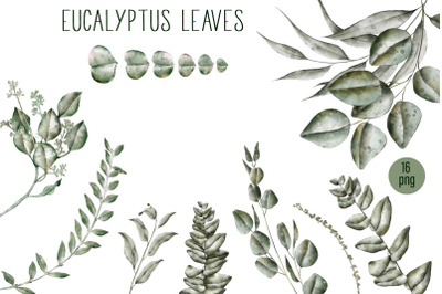 Watercolor Greenery Eucalyptus Clipart