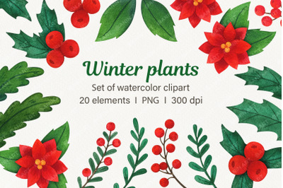 Winter Plants Watercolor Clipart