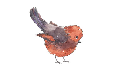 Little bird hand drawn in watercolor
