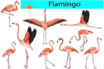 Flamingo colour