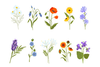 Blooming wild flowers&2C; chamomile&2C; poppy&2C; violet&2C; lavender and bluebell