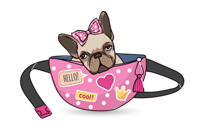 Dog in waist bag. Funny domestic cute animal french bulldog young pets