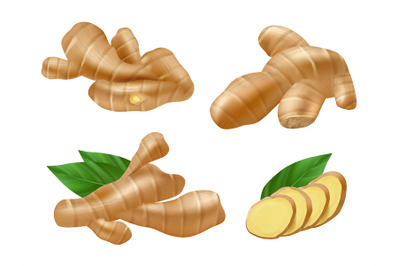 Ginger root. Realistic healthy fruits fresh plants herbs for tea vecto