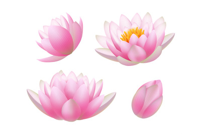 Lotus flowers. Realistic beautiful plants flowers buds and leaves budd