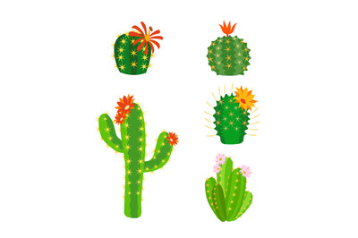 Flower cactus. Bright cacti and aloe leaves. Home green plant with red