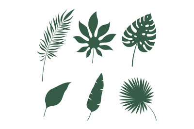 Leaves silhouettes tropical. Green jungle exotic leaf palm&2C; monstera a