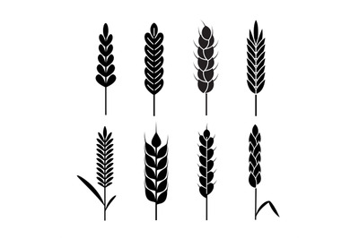 Wheat ears icons. Organic agriculture cereals harvest. Rye black silho