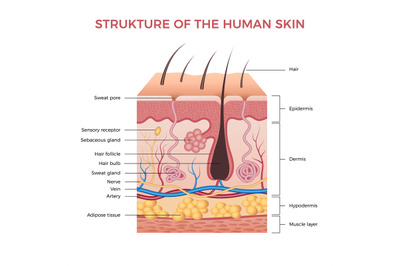 Skin anatomy. Human normal skin dermis epidermis adipose layers recent