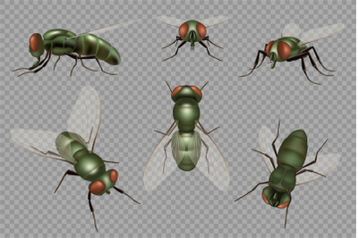 Fly set. Realistic dirt insects pests decent vector mosquito illustrat