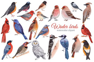Winter birds watercolor clipart