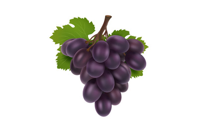 Black grape. 3d bunch of grapes, realistic fruit with leaves. Isolated