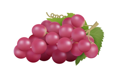 Red grape. Realistic grapes bunch, isolated farm fruit. Natural raw pr