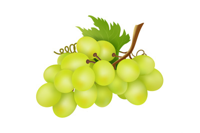 White grapes bunch. Winery object, realistic grape isolated on white b