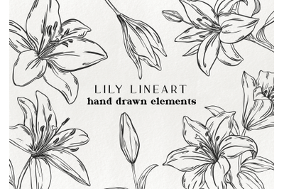 Lily flower clip art - hand drawn lily illustrations, floral clipart