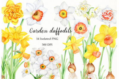 Watercolor daffodils clipart set. Hand painted spring flowers PNG