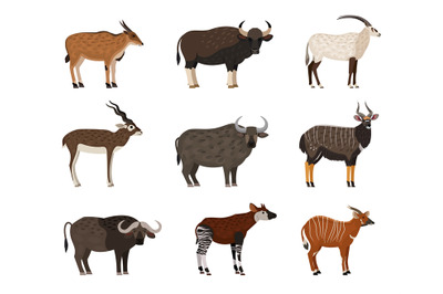 African wildlife characters set. Eastern bongo eland okapi blackbuck n