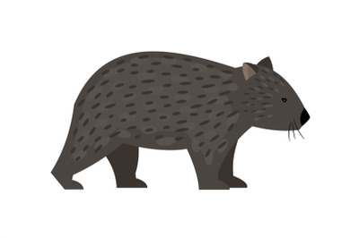 Exotic australian animal wombat