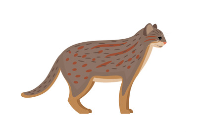 Predator with spots, rusty cat