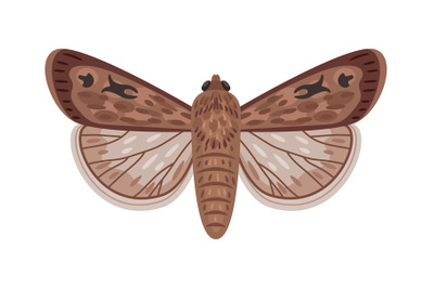 Cartoon exotic moth