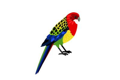 Colorful tropical parrot