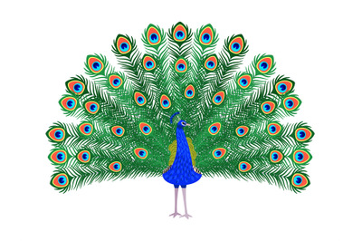 Beautiful peacock cartoon bird