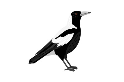 Traditional magpie bird